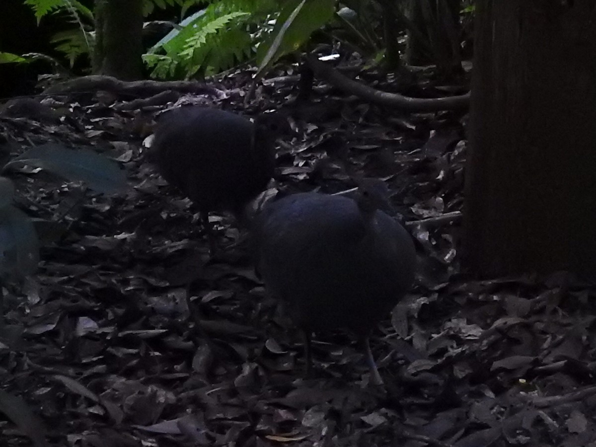 Solitary Tinamou - ML634116213