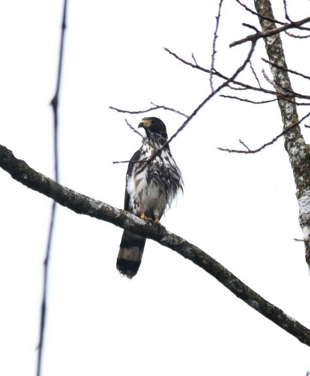 Gray-headed Kite - ML634116284