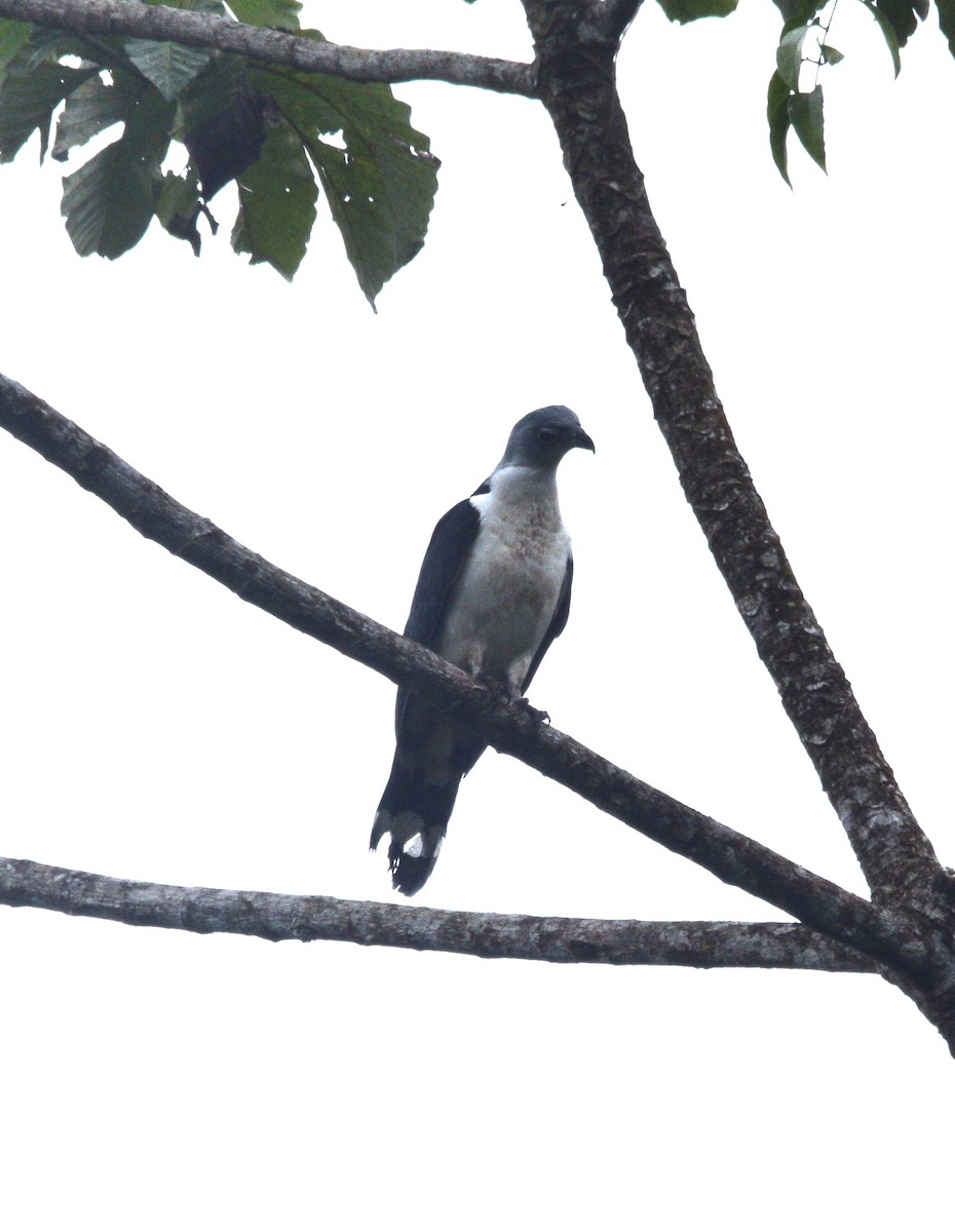 Gray-headed Kite - ML634116285