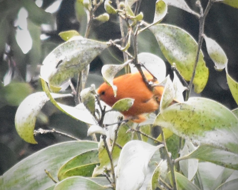 Hawaii Akepa - Jeff Ladderud