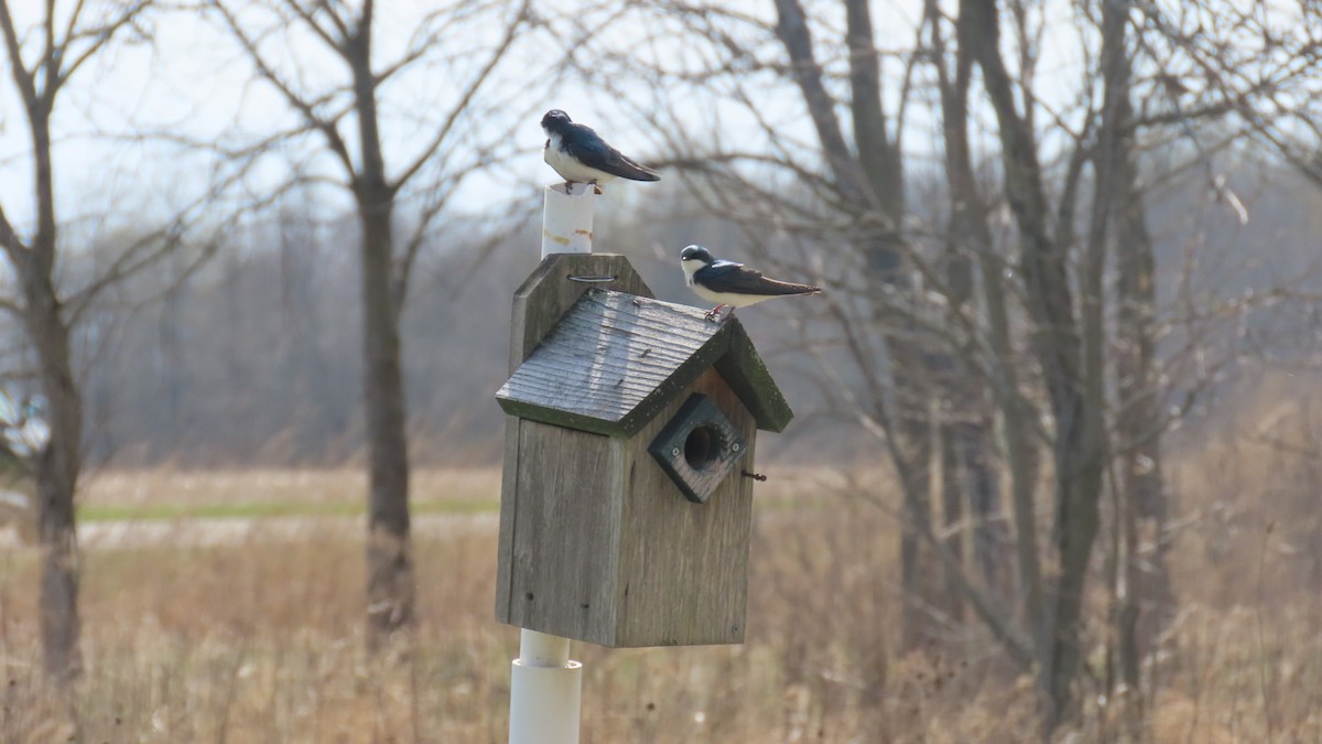 Tree Swallow - ML634116562