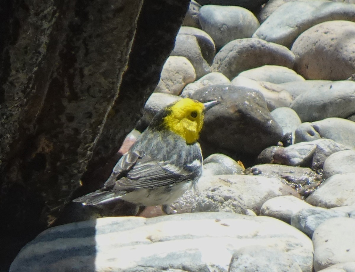 Hermit Warbler - ML634116602