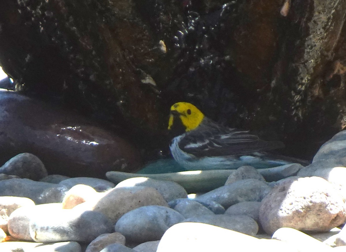 Hermit Warbler - ML634116603