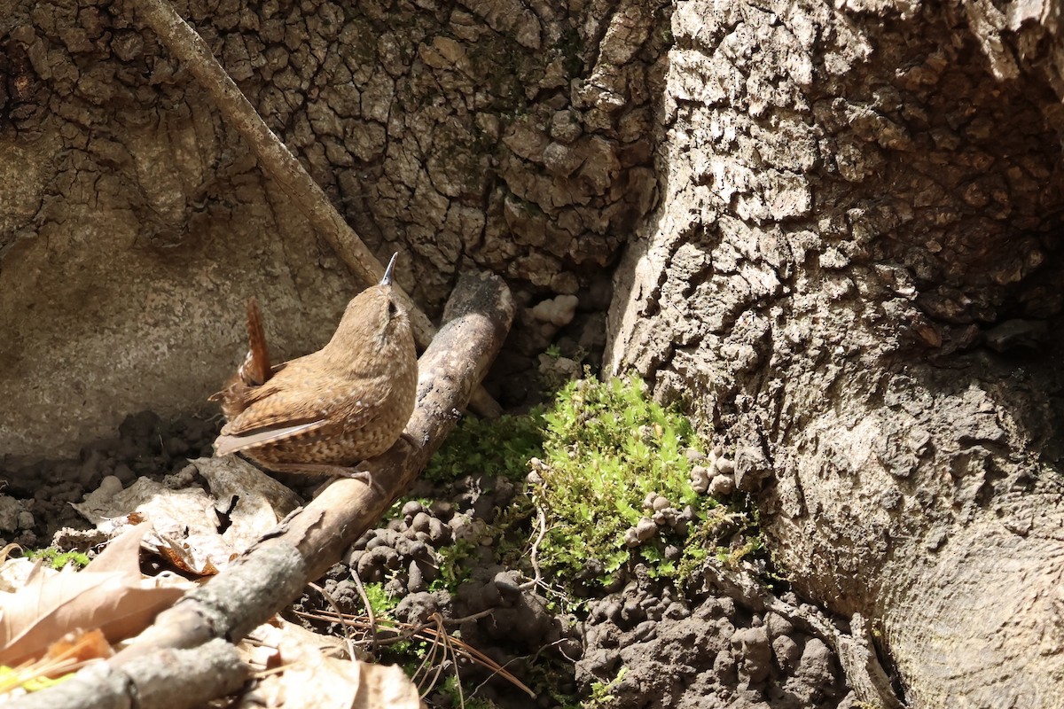 Winter Wren - ML634116641
