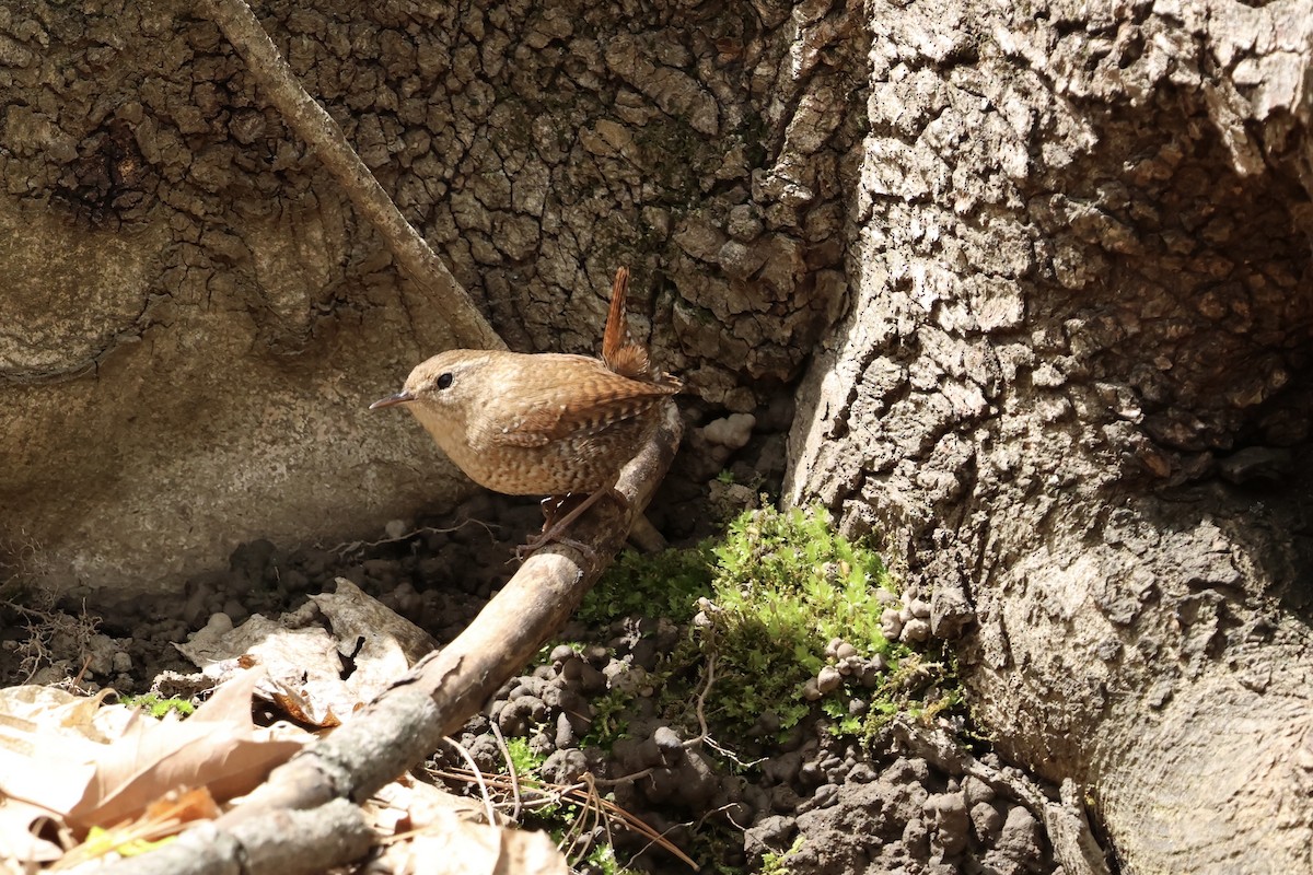 Winter Wren - ML634116642