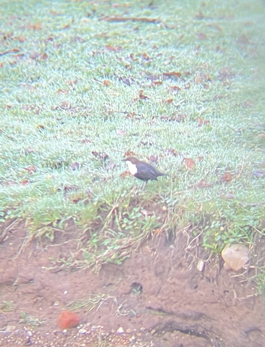 White-throated Dipper - ML634116676