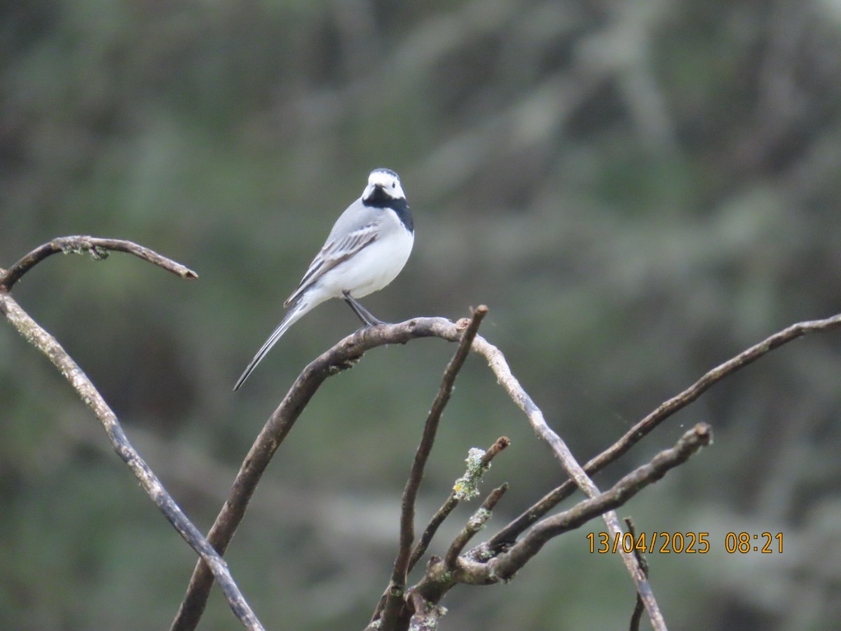 White Wagtail - ML634116709