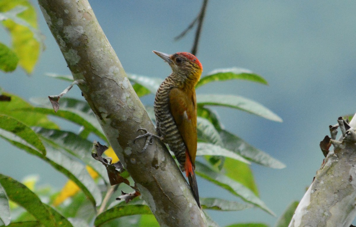 Red-rumped Woodpecker - ML634116710