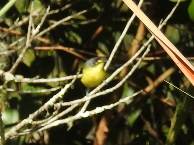 Gray-headed Tody-Flycatcher - ML634116728