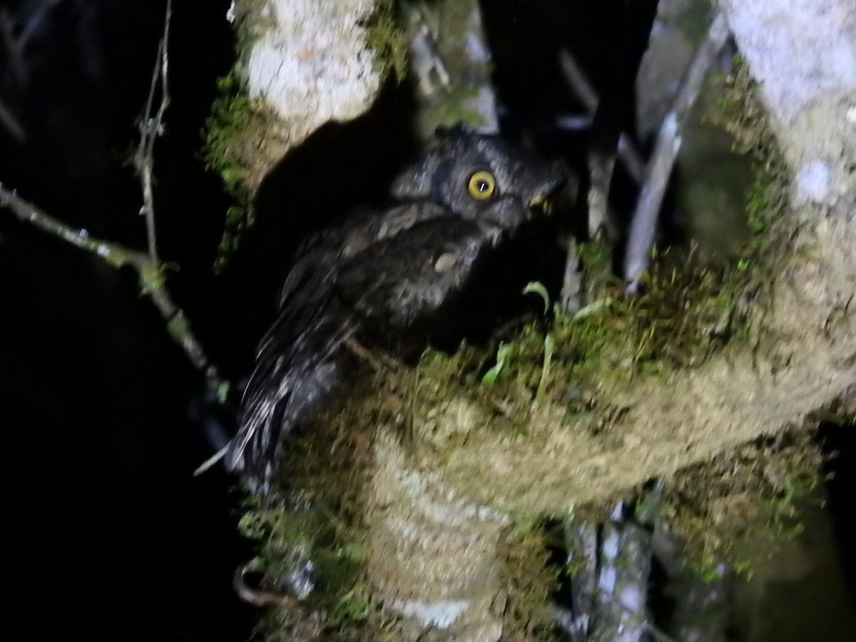 Black-capped Screech-Owl - ML634116771