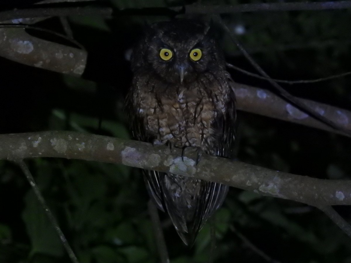 Black-capped Screech-Owl - ML634116772