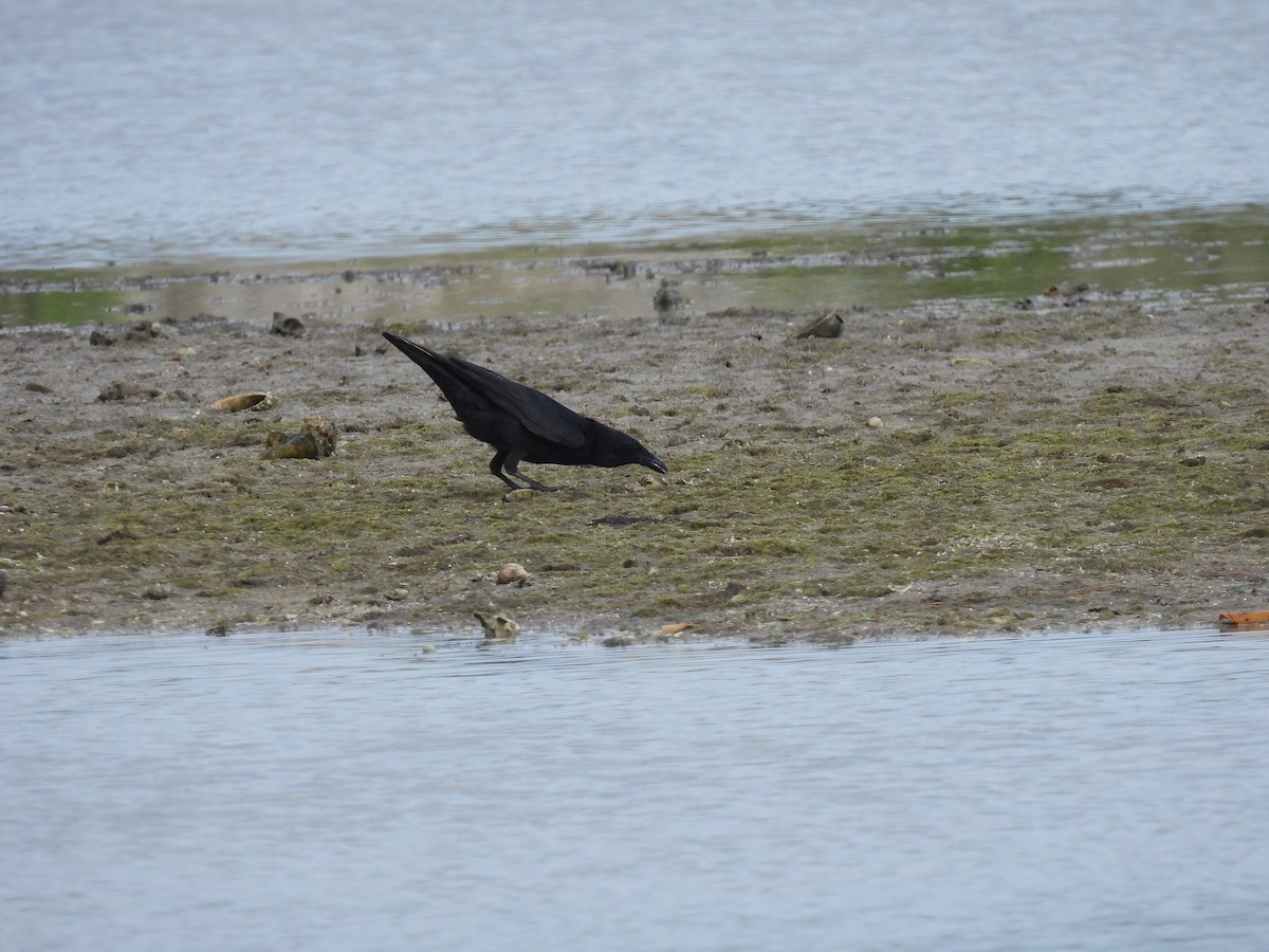 Fish Crow - ML634116951