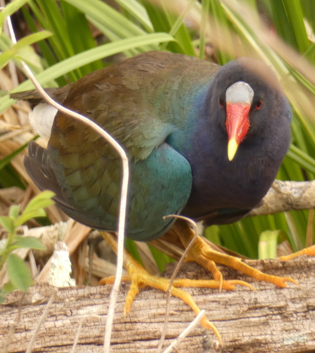Purple Gallinule - ML634116981