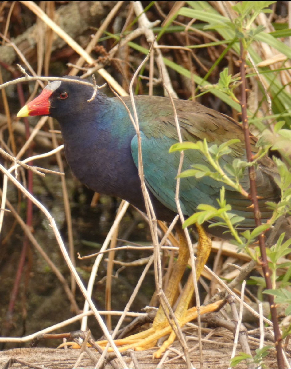 Purple Gallinule - ML634116982