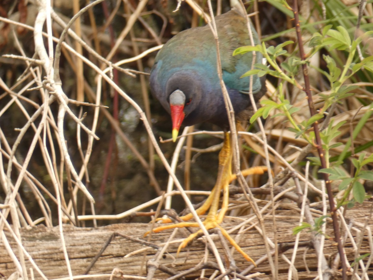 Purple Gallinule - ML634116984