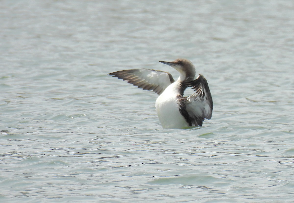 Pacific Loon - Corvus 𓄿