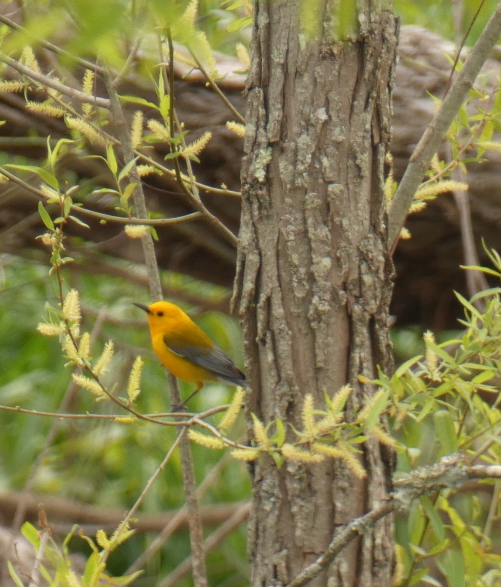 Prothonotary Warbler - ML634117063