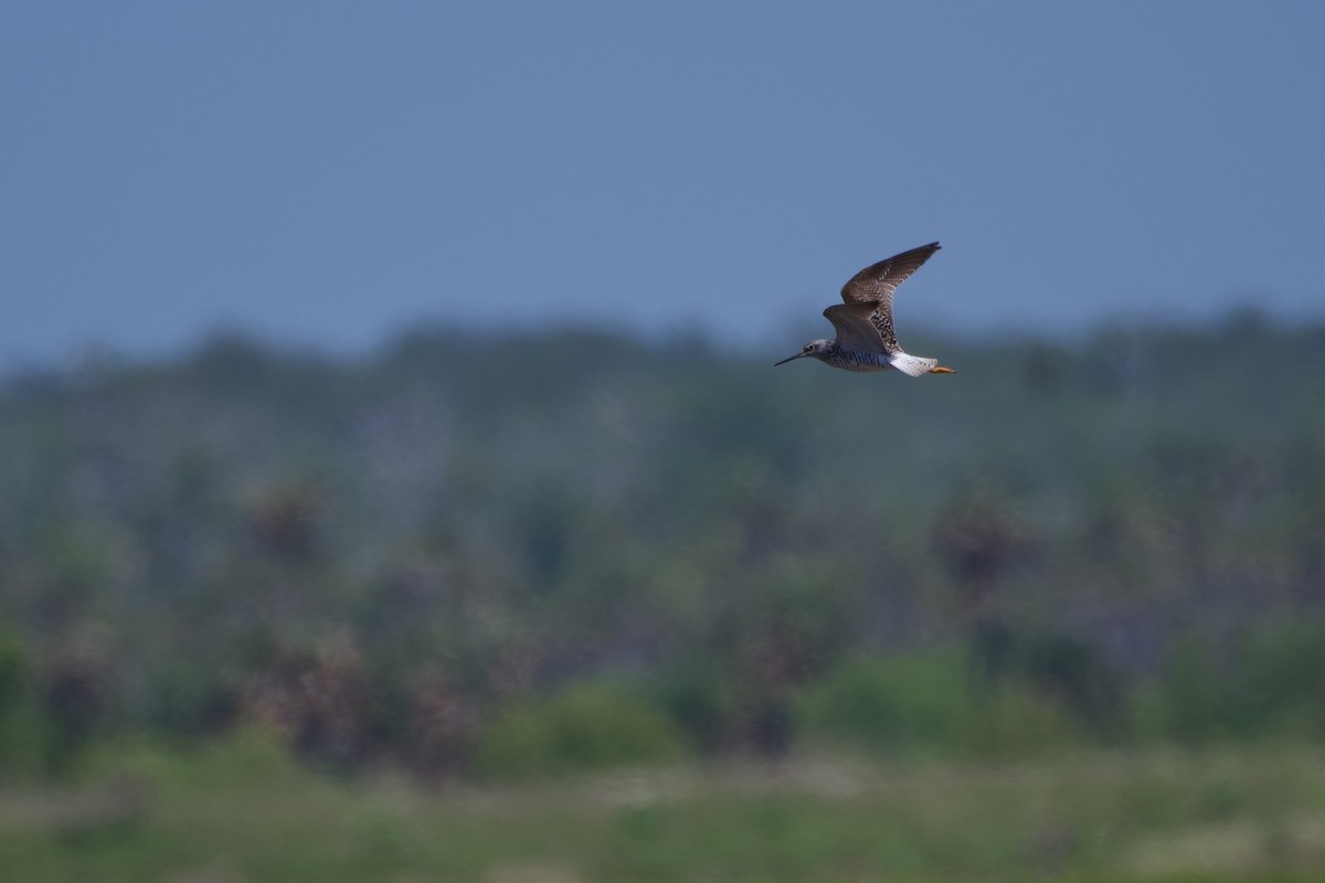 Lesser Yellowlegs - ML634117065
