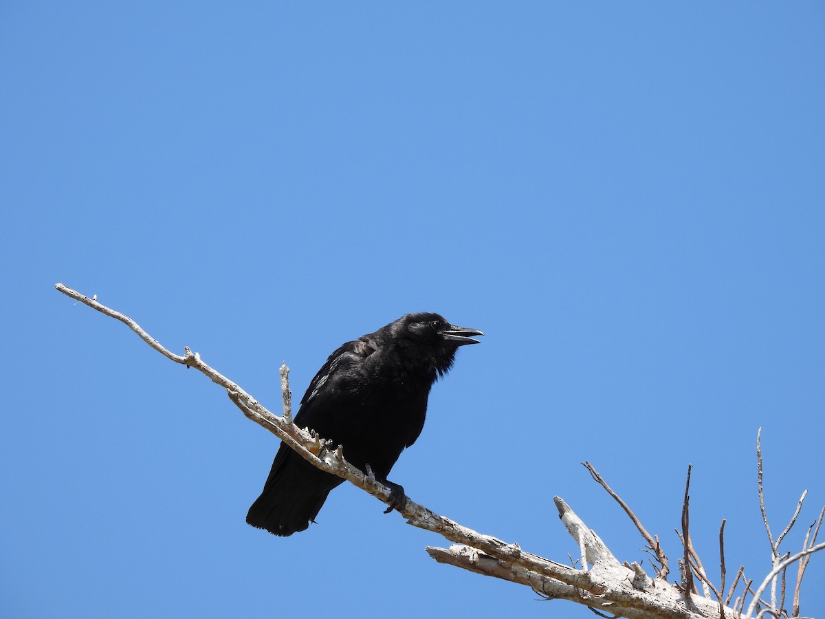 Fish Crow - ML634117087
