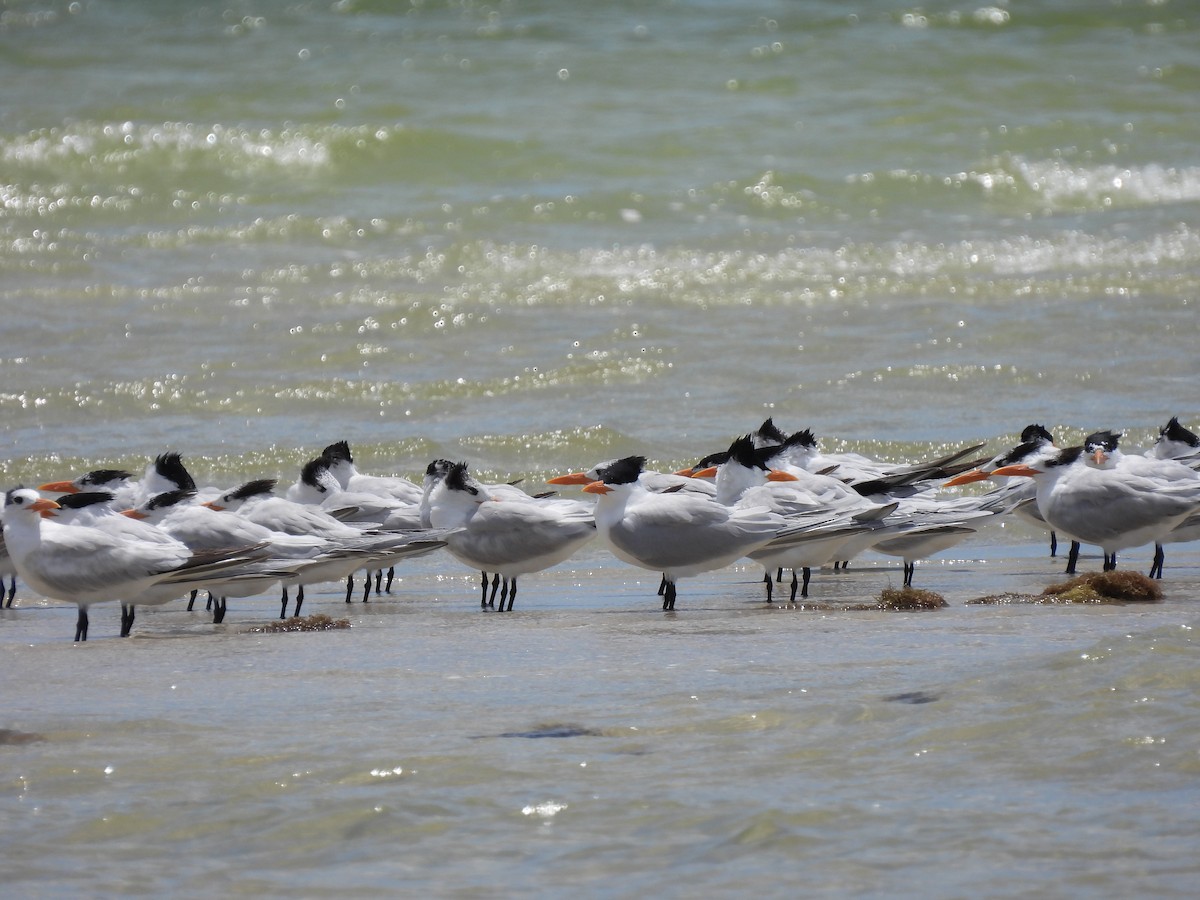 Royal Tern - ML634117156
