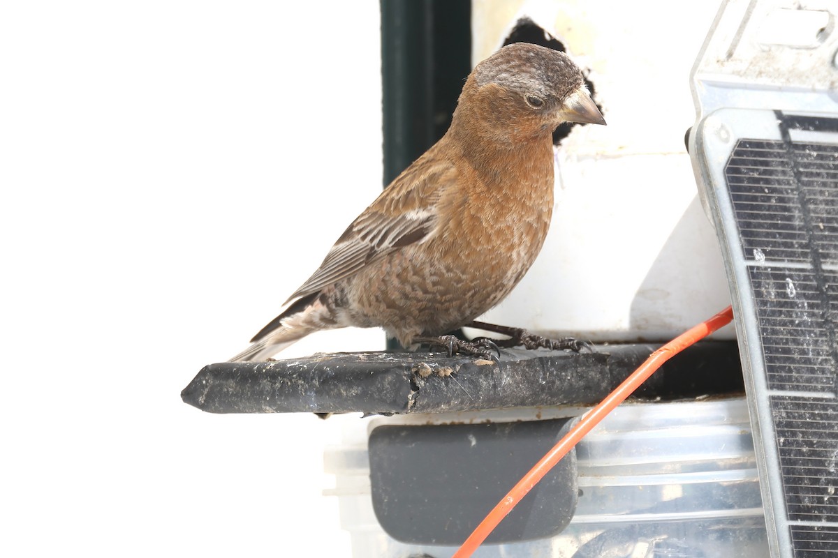 rosy-finch sp. - ML634117198
