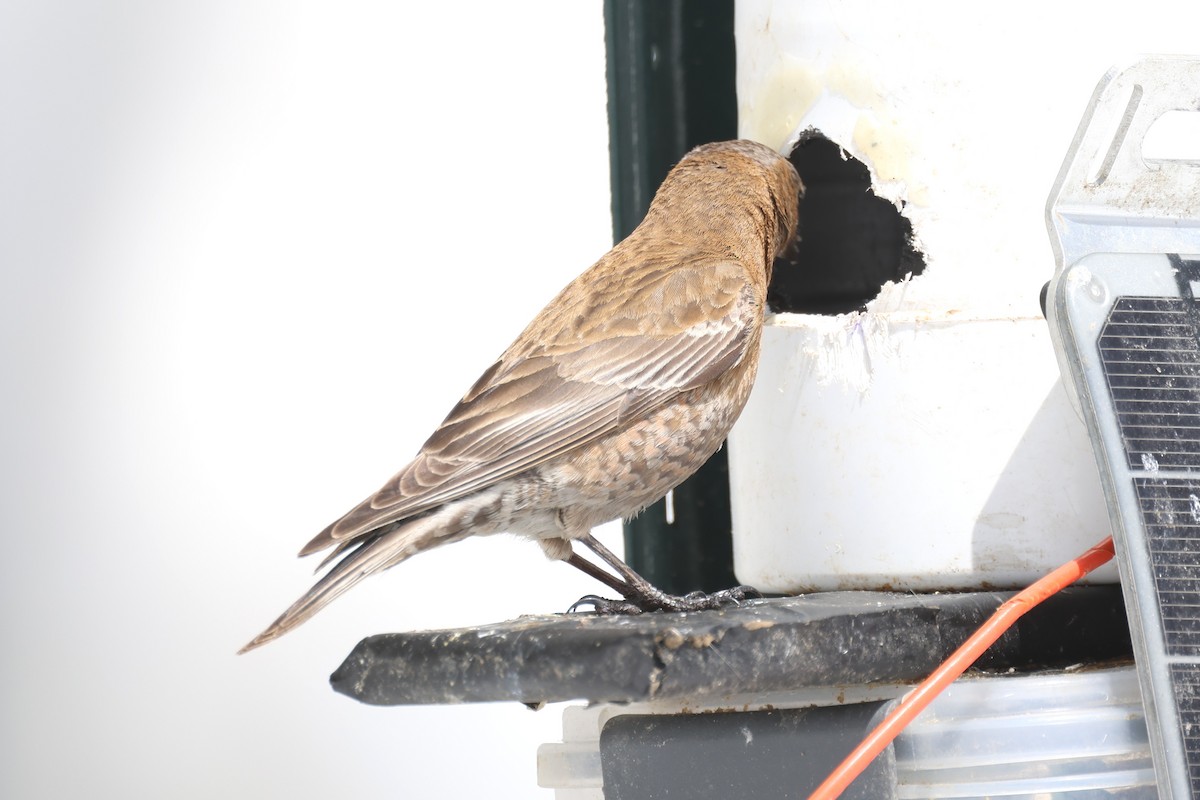 rosy-finch sp. - ML634117200