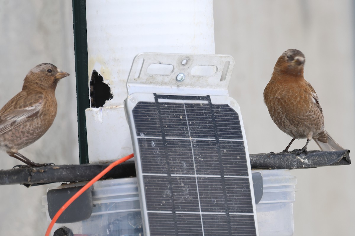 rosy-finch sp. - ML634117201