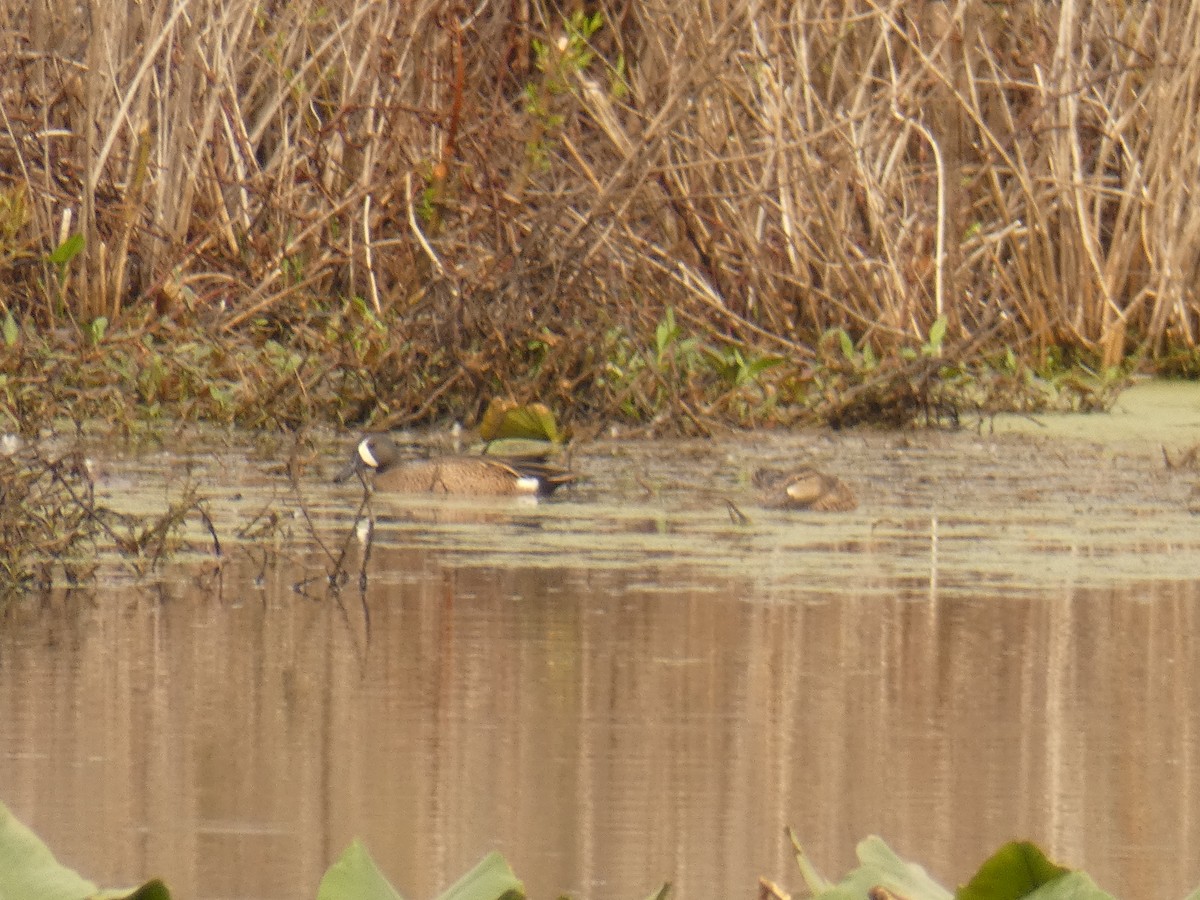 Blue-winged Teal - ML634117216