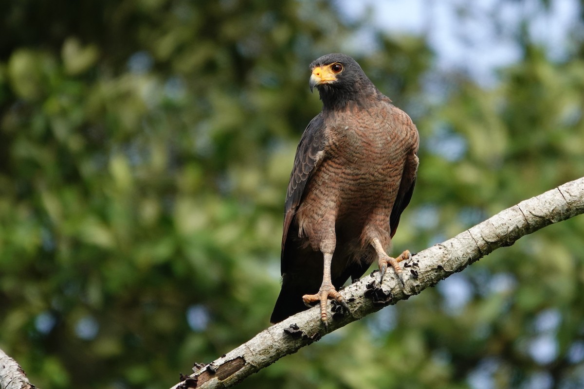 Rufous Crab Hawk - ML634117366