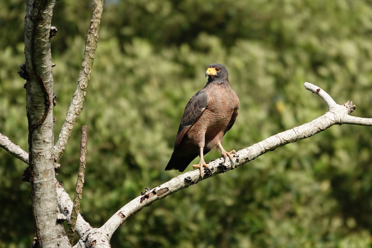Rufous Crab Hawk - ML634117369