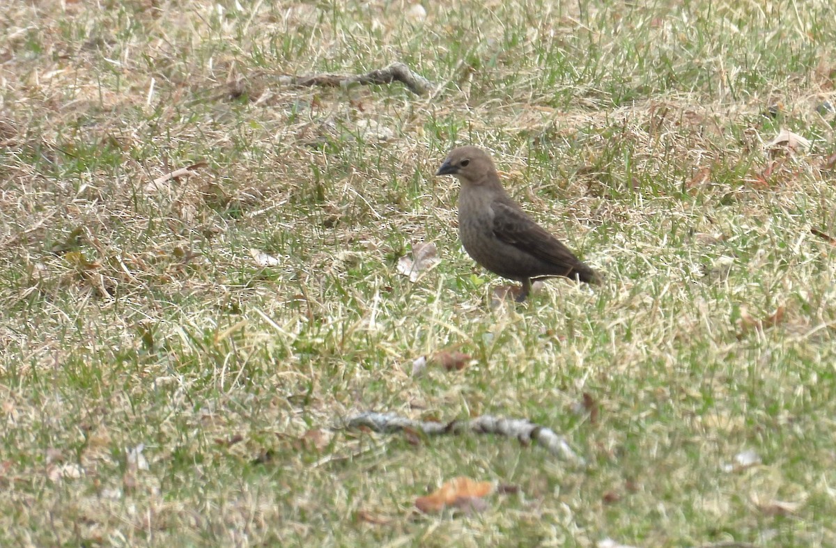 Brown-headed Cowbird - Glenn Hodgkins