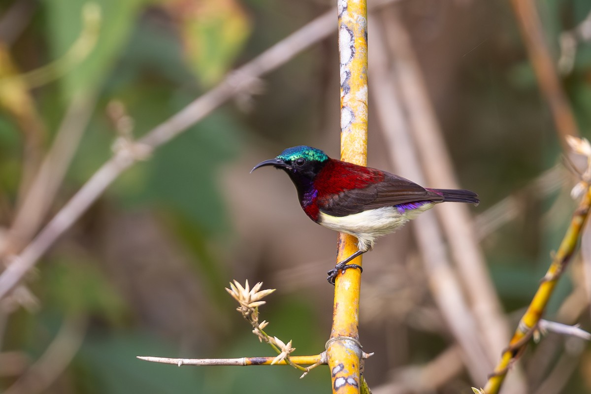 Crimson-backed Sunbird - ML634117466