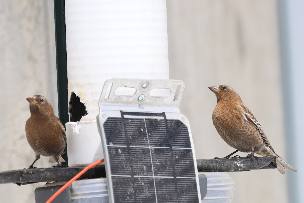 rosy-finch sp. - ML634117496