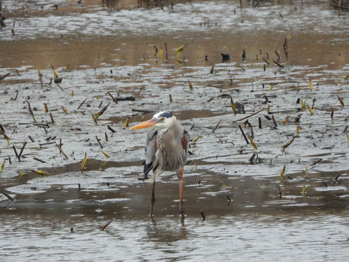 Great Blue Heron - ML634117585