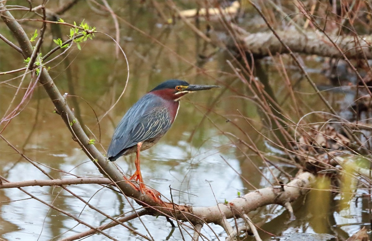 Green Heron - ML634117635