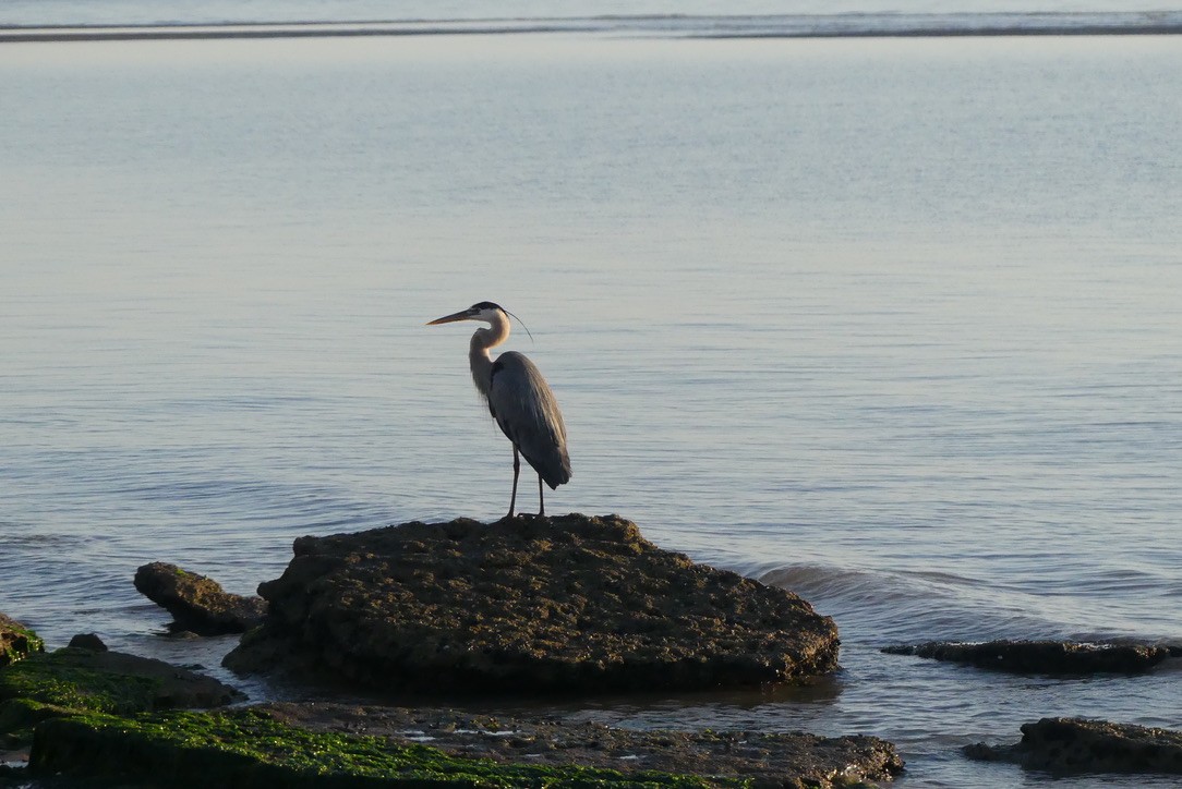 Great Blue Heron - ML634117653