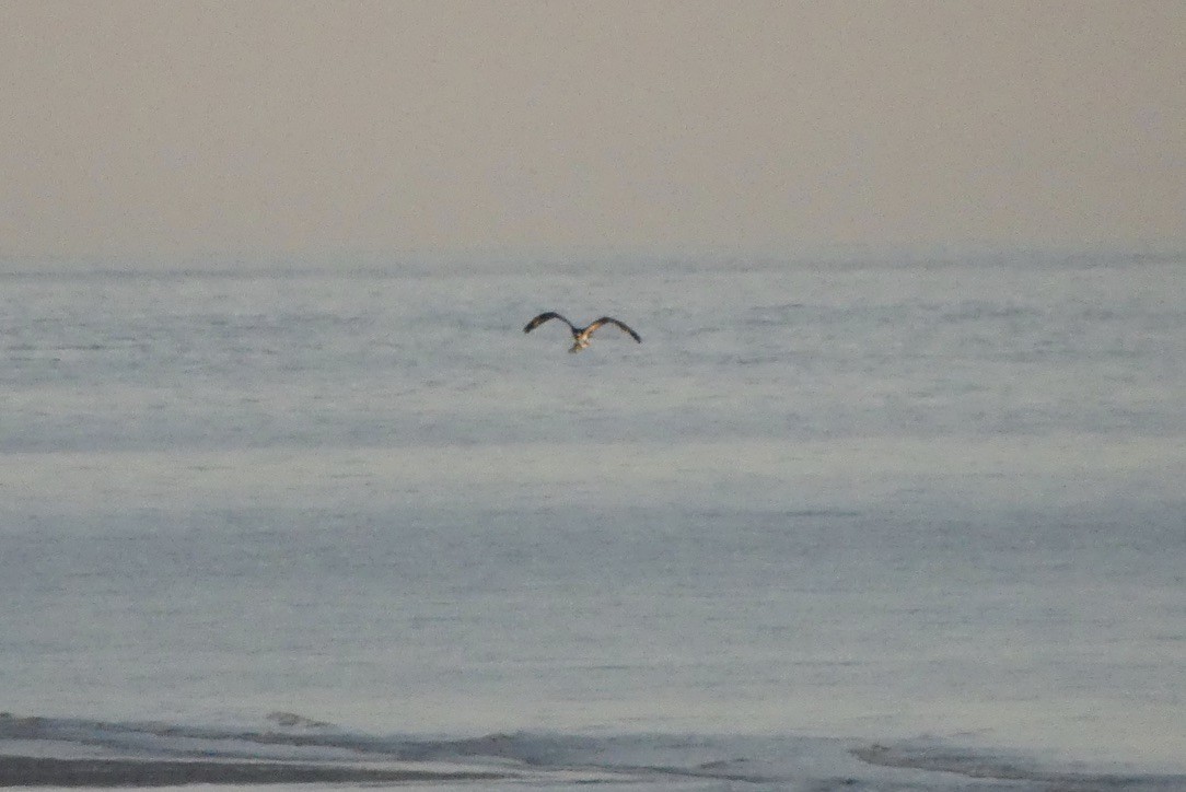 Osprey - ML634117666