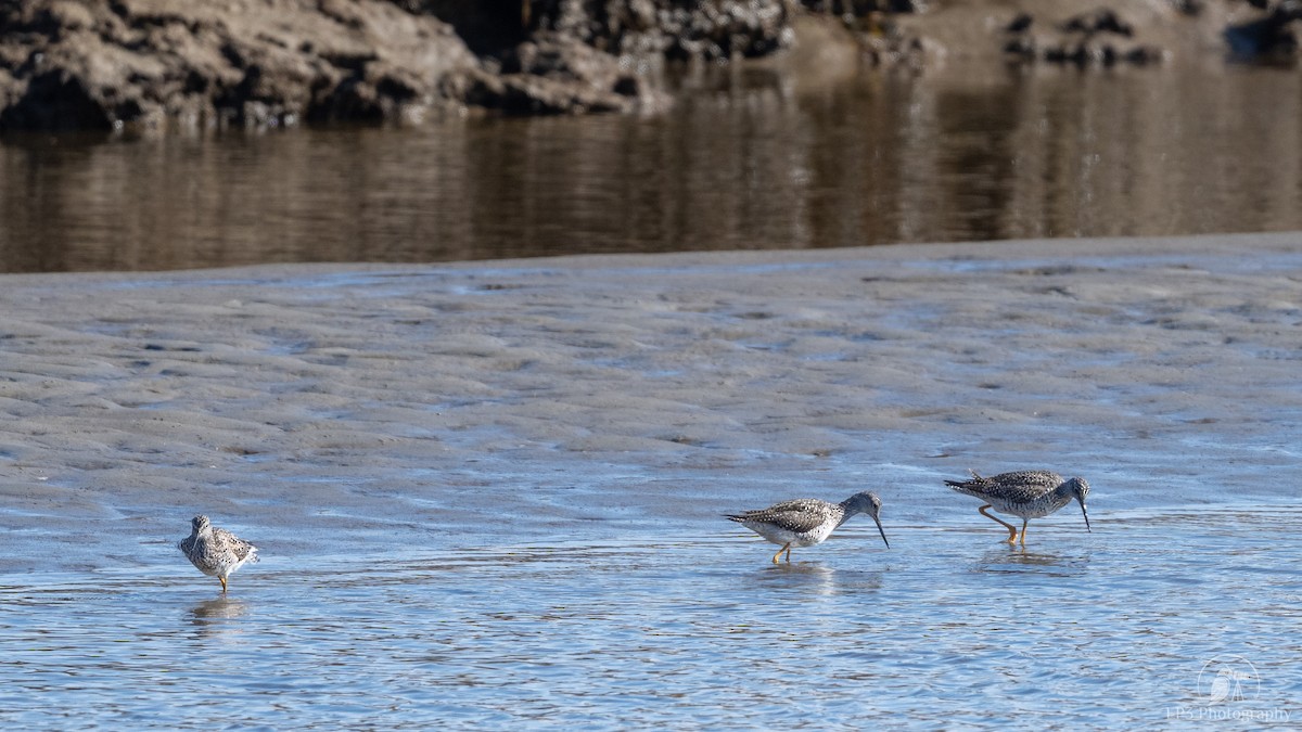 Greater Yellowlegs - Laurie Pocher
