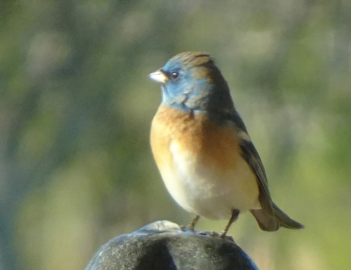 Lazuli Bunting - ML634117758