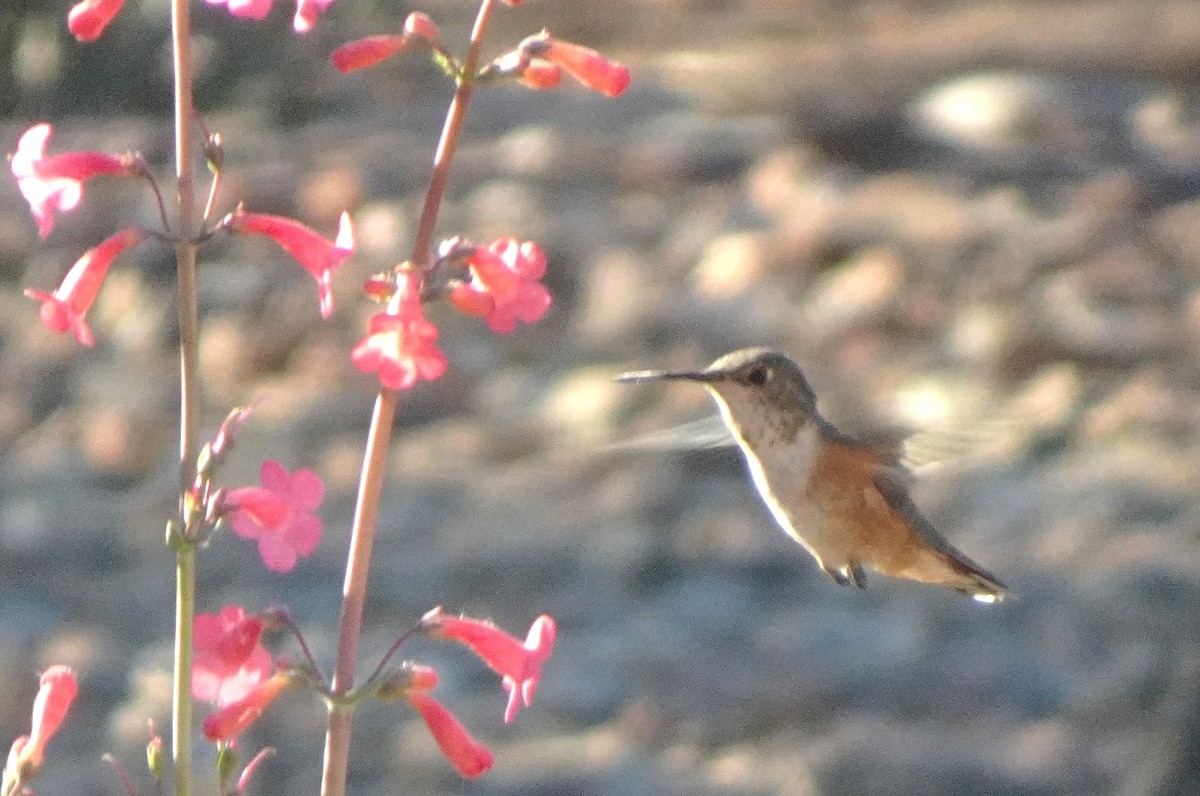 Rufous Hummingbird - ML634117865