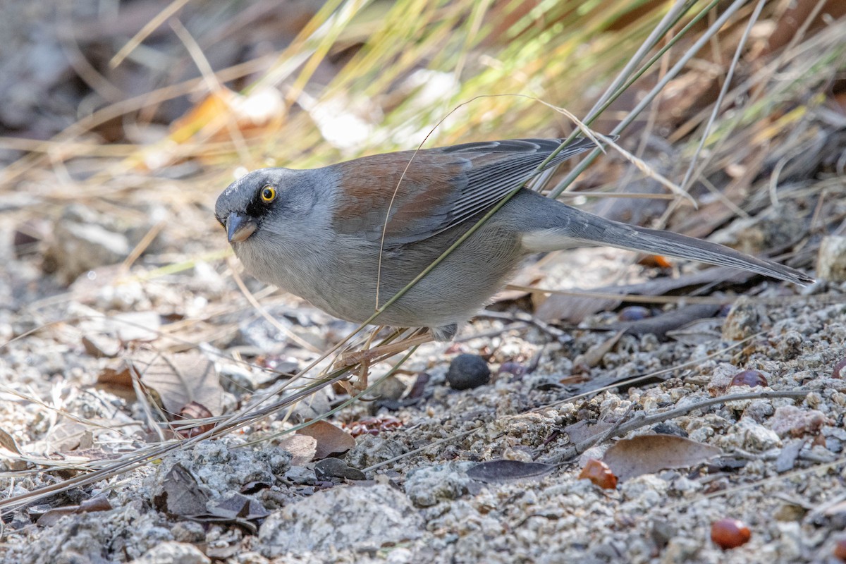 Yellow-eyed Junco - ML634117896