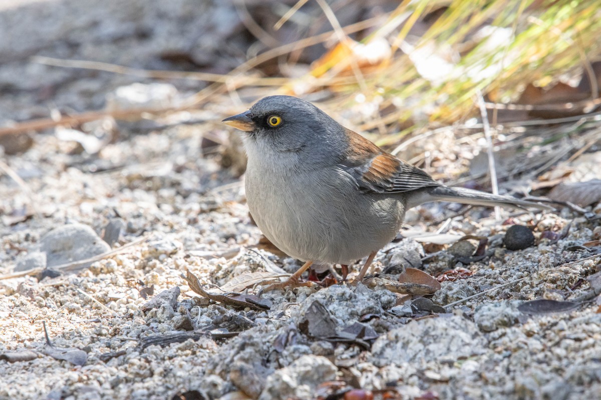 Yellow-eyed Junco - ML634117897