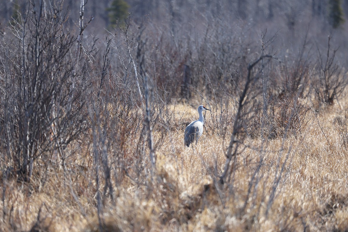 Sandhill Crane - ML634117900