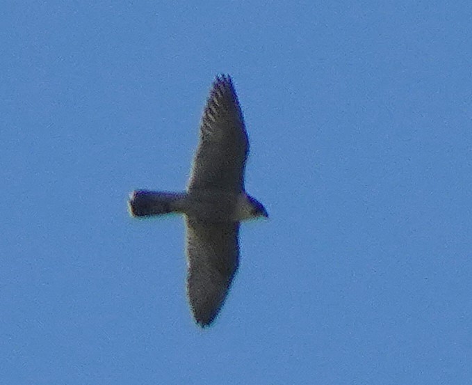 Peregrine Falcon - ML634117952