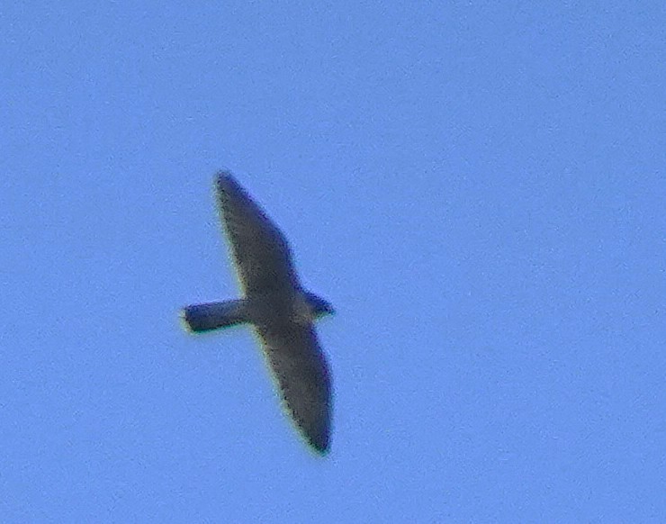 Peregrine Falcon - ML634117953