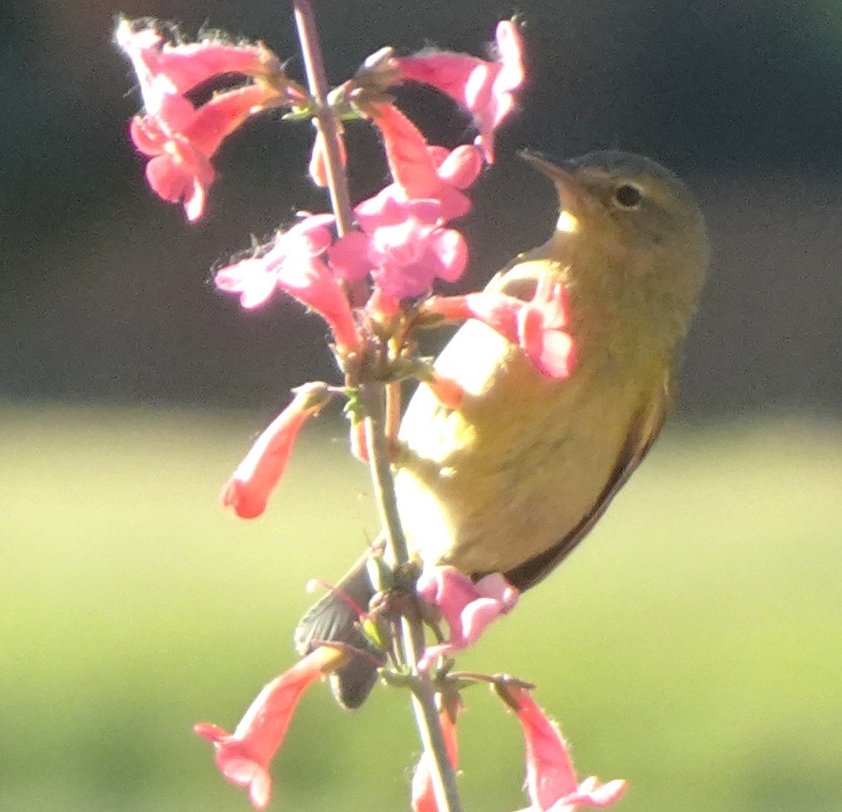 Orange-crowned Warbler - ML634117984
