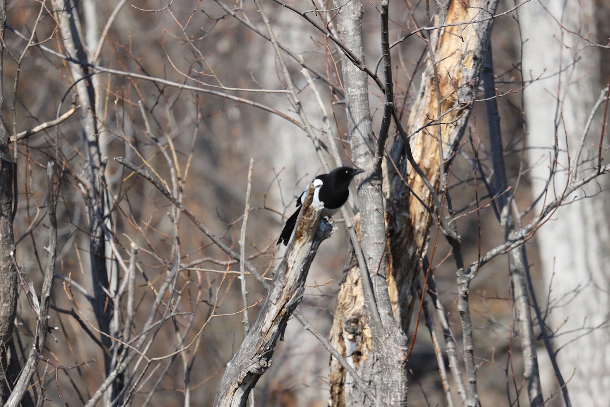 Black-billed Magpie - ML634118067