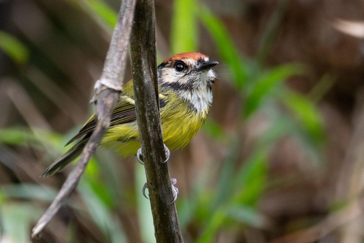 Rufous-crowned Tody-Flycatcher - ML634118199