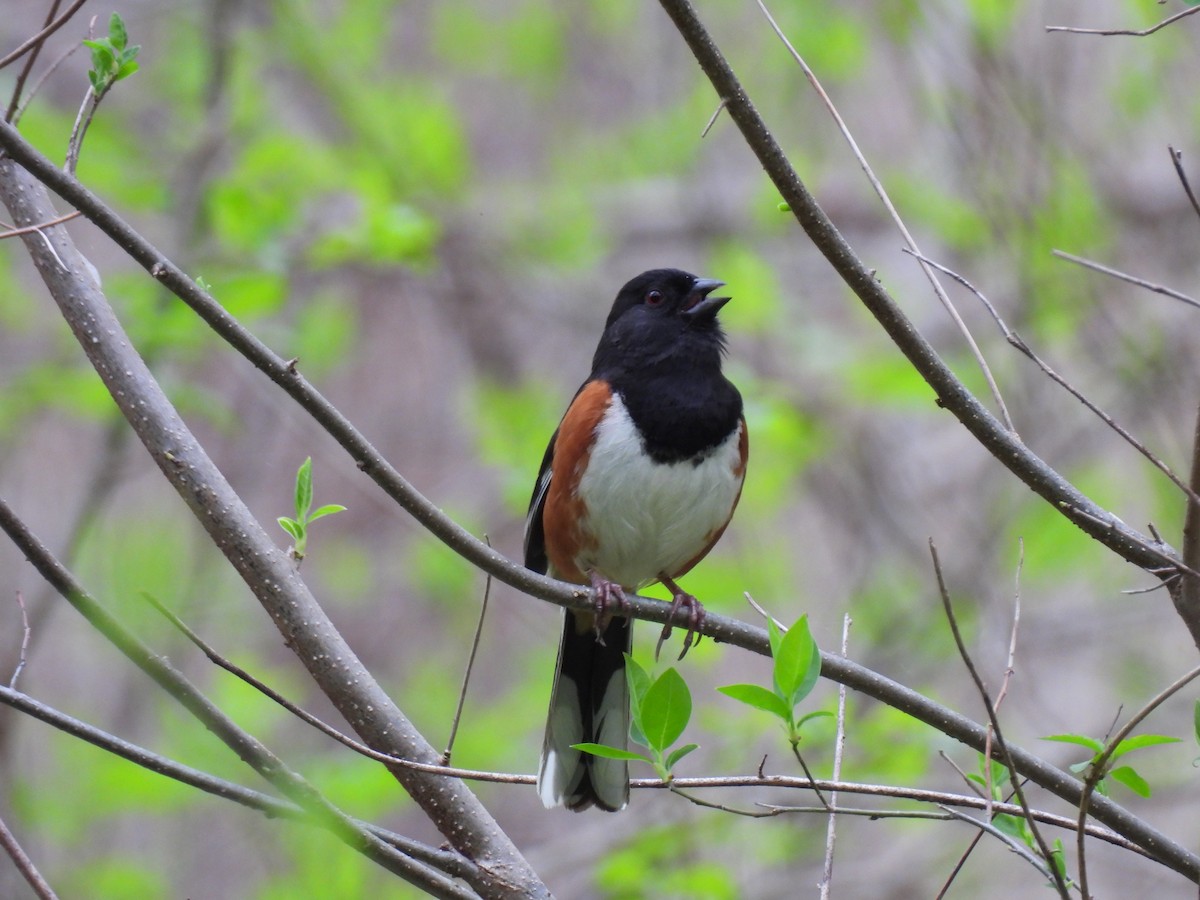 Eastern Towhee - ML634118228