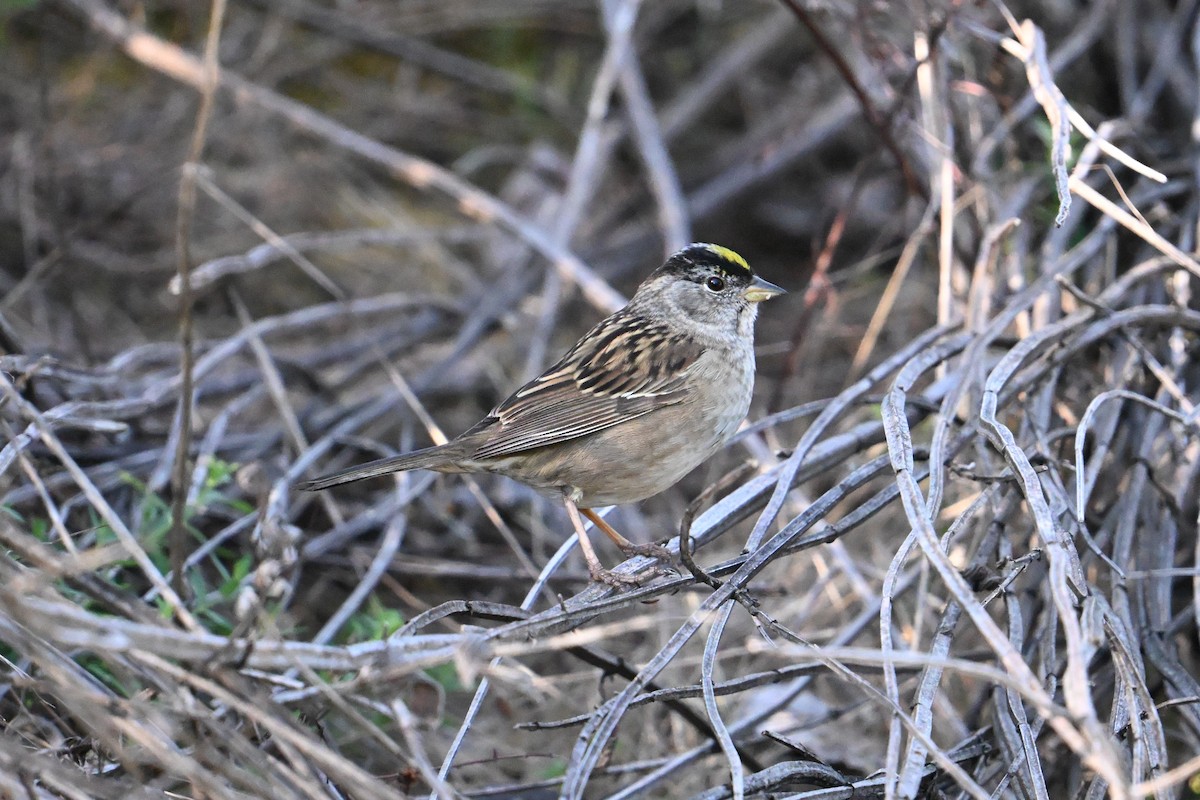 Golden-crowned Sparrow - ML634118297
